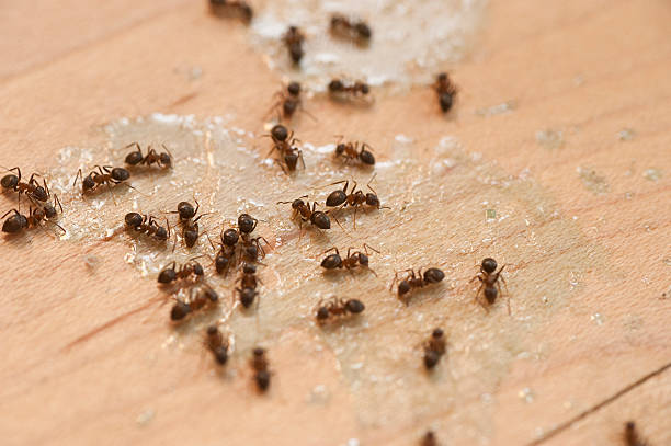 Best Pest Control Near Me  in Garrett, IN