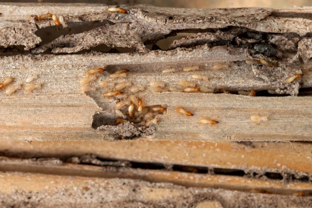 Best Affordable Pest Control Services  in Garrett, IN